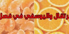 فوائد البرتقال واليوسفي في فصل الشتاء وأضرارهما